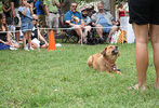 Pride of Pets 2011 #120